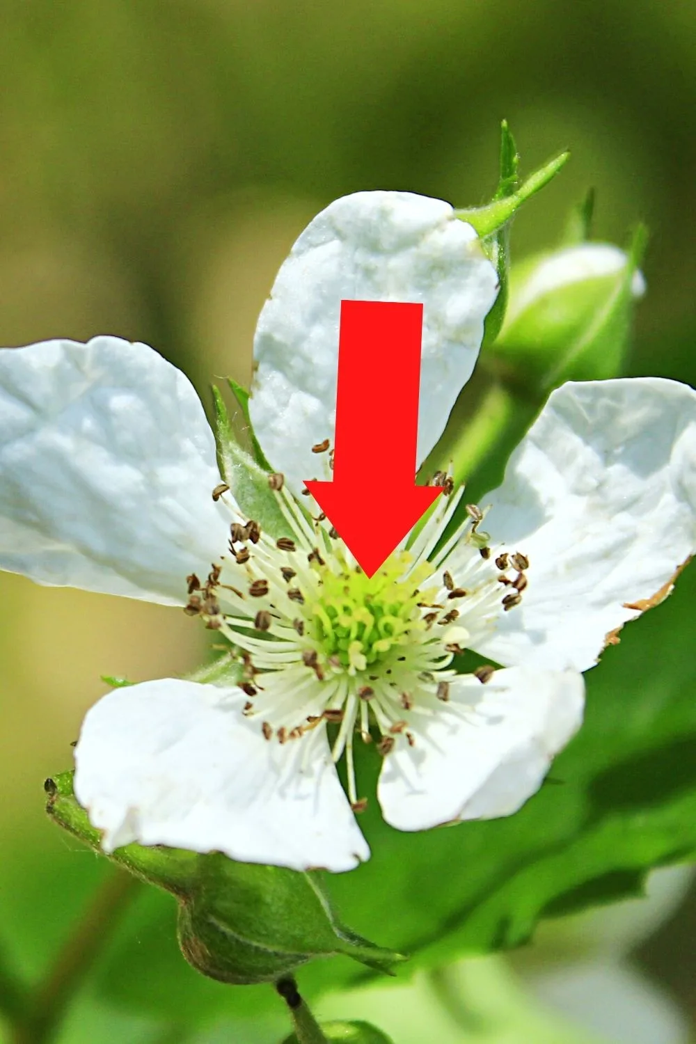 The raspberry hairs are remnants of the pistils, the female reproductive organ of the raspberry flower