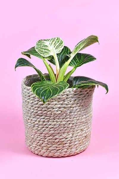 There are various factors that affect your decision in repotting your Philodendron Birkin
