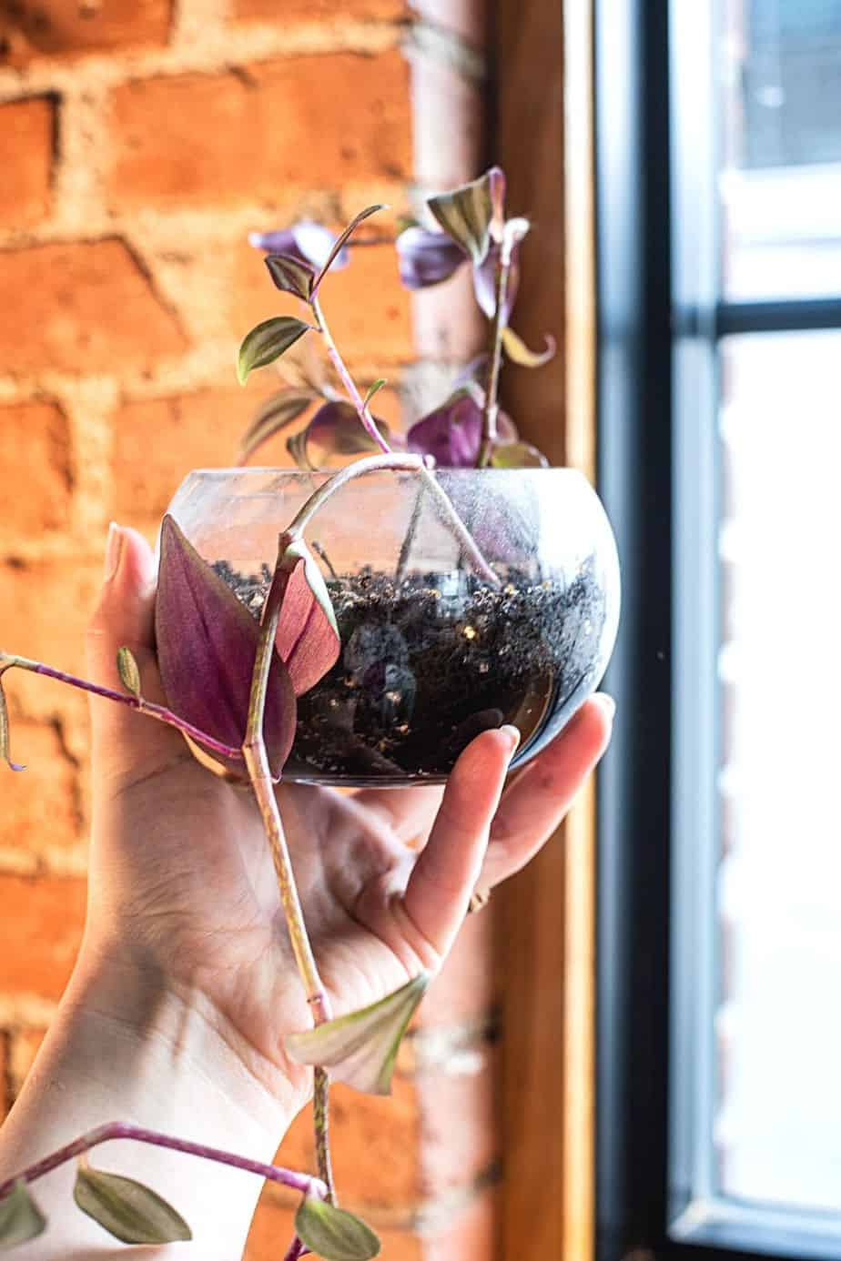 When planting in water, you can place the Wandering Jew in terrariums