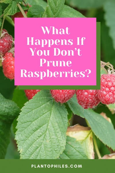 What Happens If You Don’t Prune Raspberries?