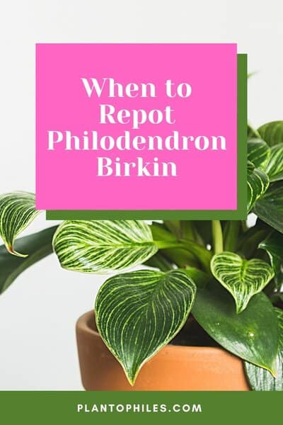 When to Repot Philodendron Birkin