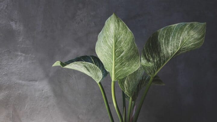 Why is My Philodendron Birkin Dying? 5 Shocking Reasons
