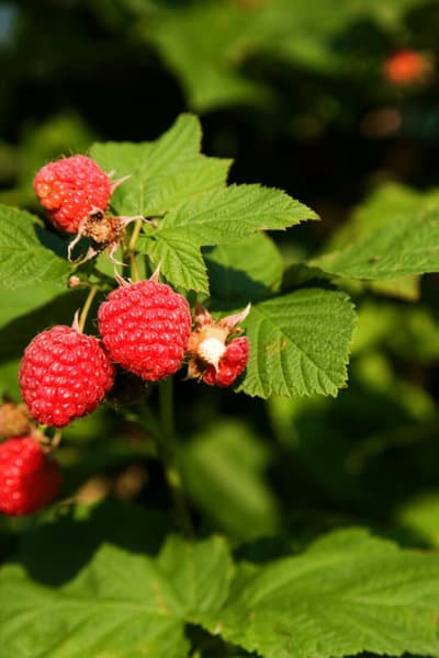 You can propagate a raspberry plant by using tip cuttings