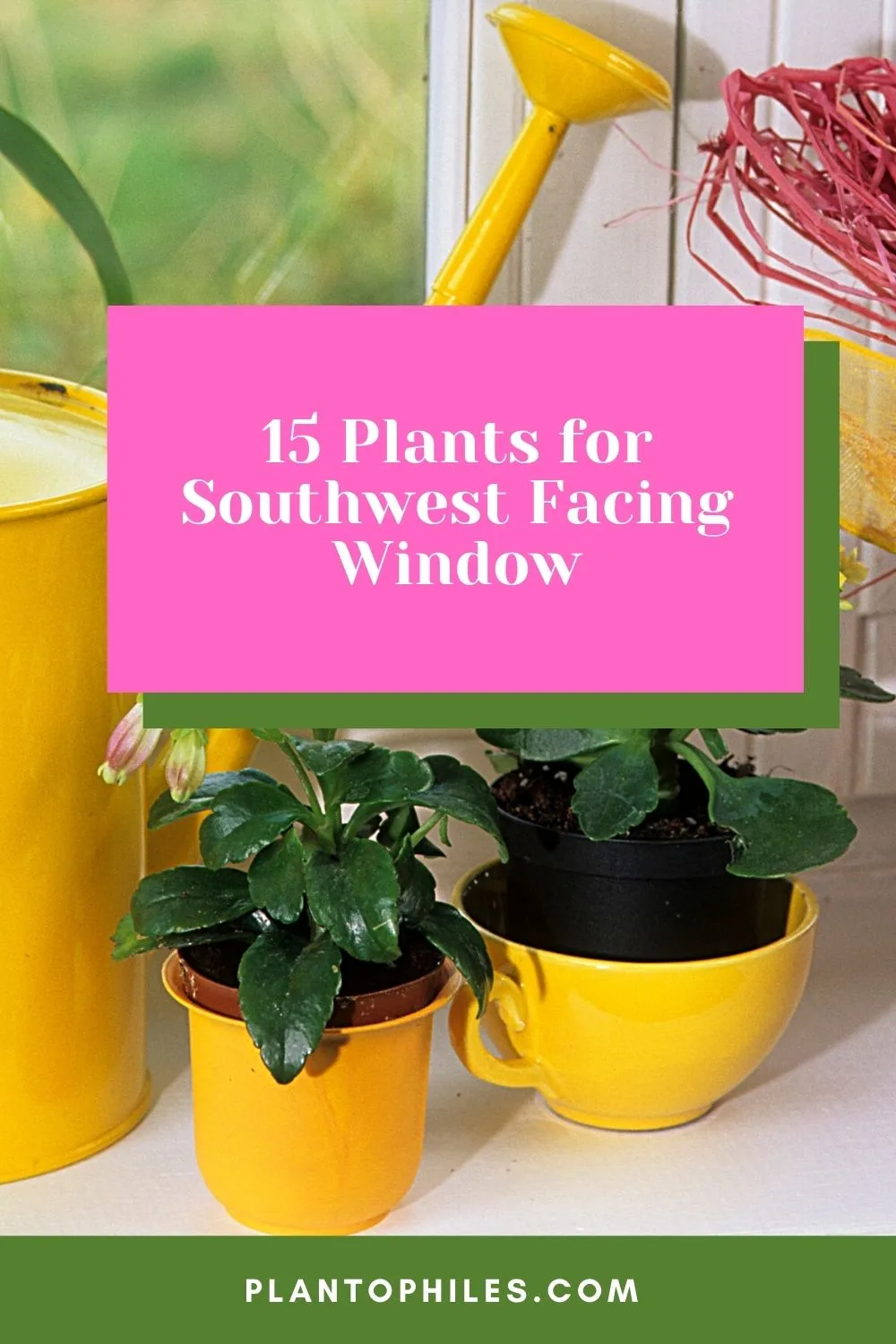 15 Plants for Southwest Facing Window