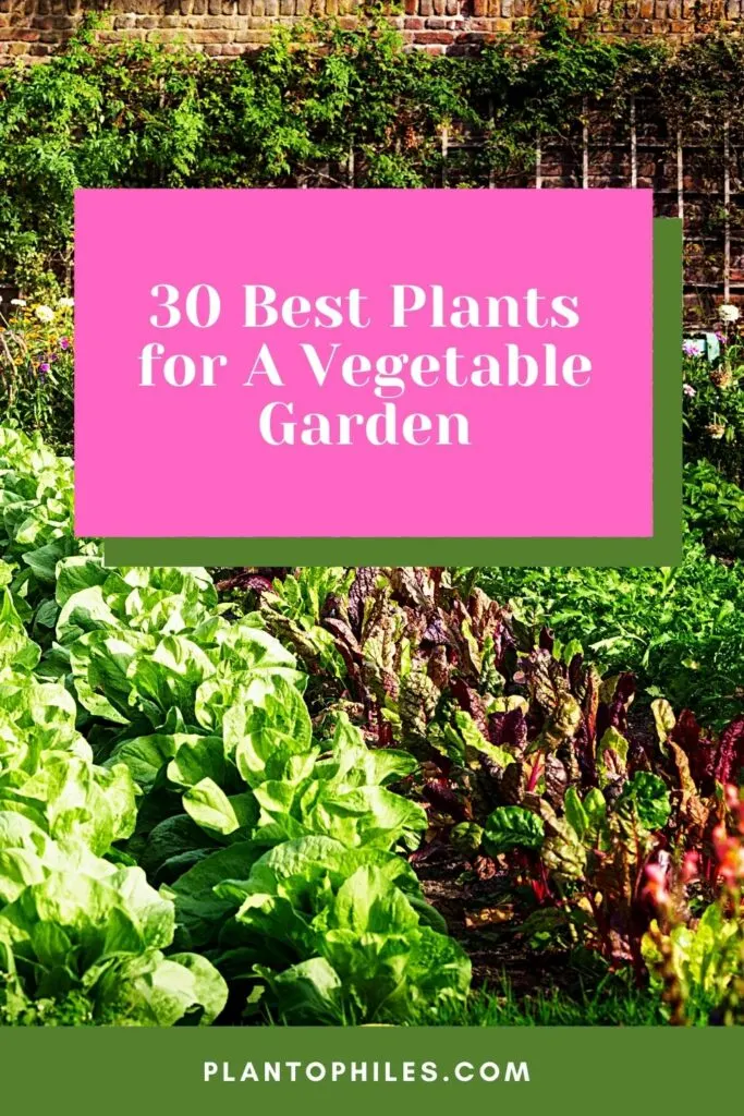 30 Best Plants for A Vegetable Garden