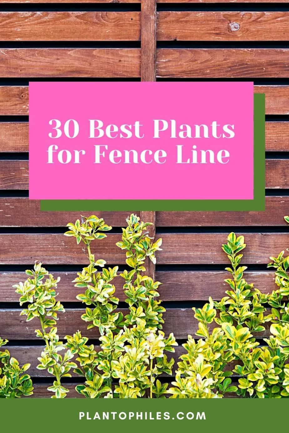 30 Best Plants for Fence Line
