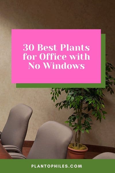 30 Best Plants for Office with No Windows