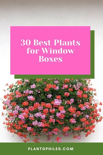 30 Best Plants for Window Boxes
