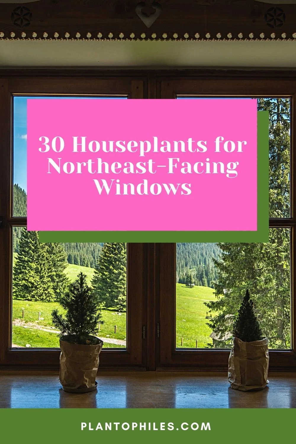 30 Houseplants for Northeast-Facing Windows