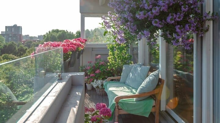 30 Plants for East Facing Balcony – Best Guide [2023]