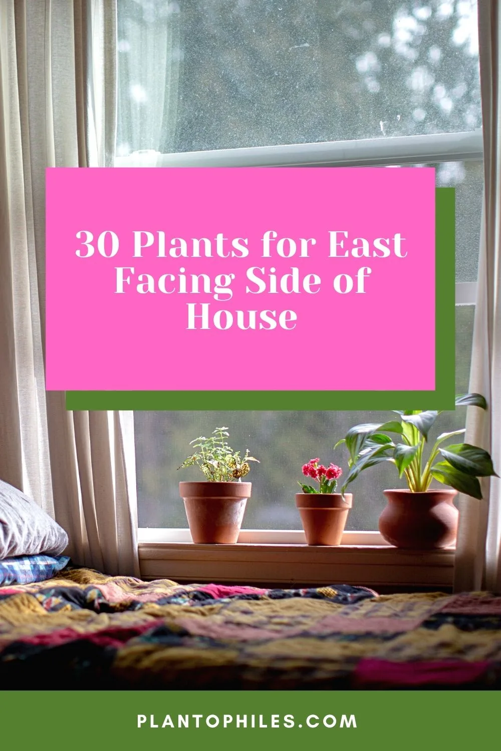 30 Plants for East Facing Side of House