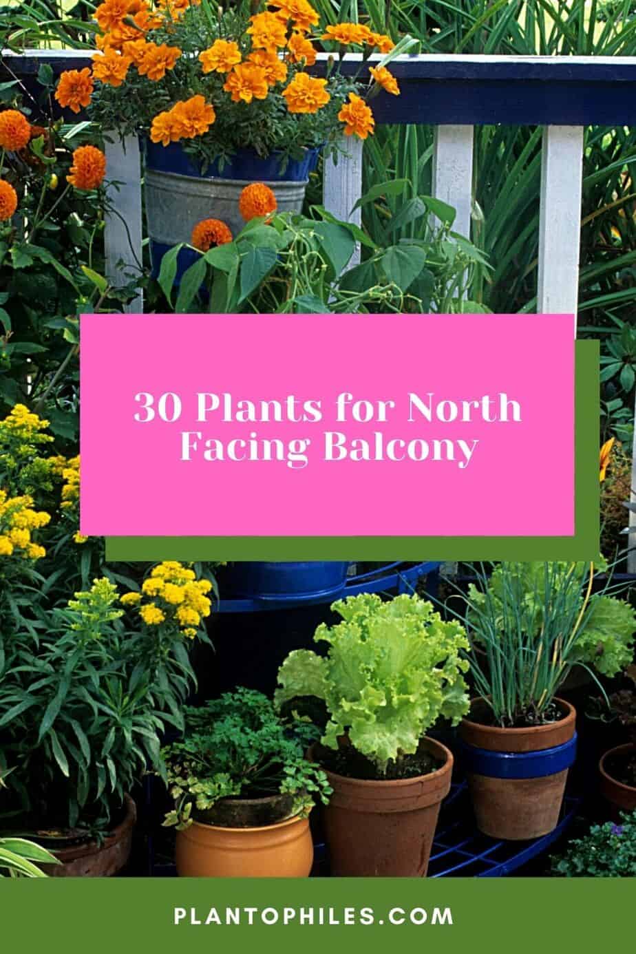 30 Plants for North Facing Balcony