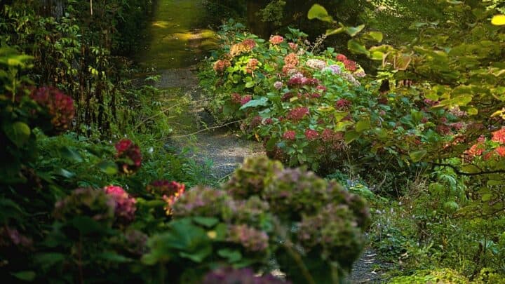 30 Plants for Northwest Facing Garden — Best Guide [2023]