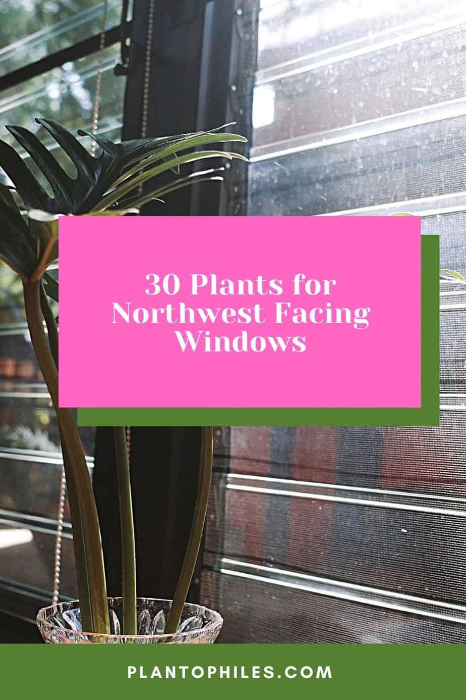 30 Plants for Northwest Facing Windows