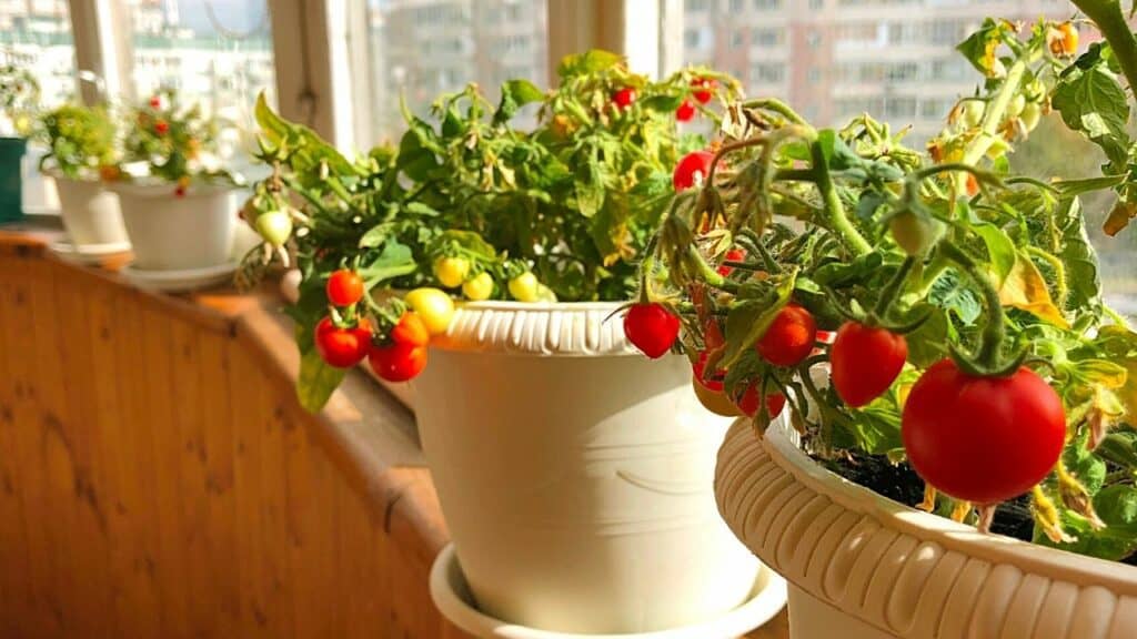 30 Potted Plants for West-Facing Balcony — Best Guide [2023]