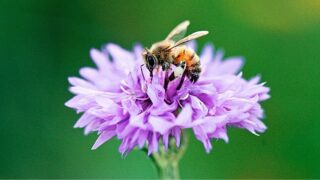 60 Best Plants for Bees