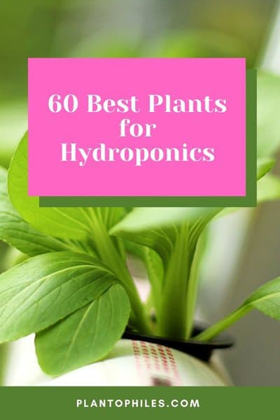 60 Best Plants for Hydroponics