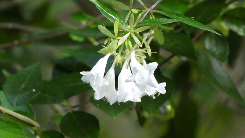 Aside from its brightly-colored flowers, Abelia has sweet and juicy nectar that attracts bees to it