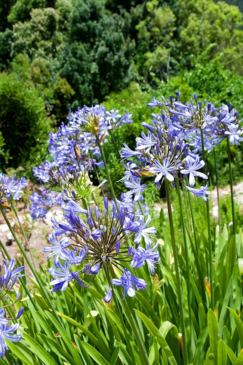 Though it takes 2 years for the Agapanthus to reach its maximum size, it's worth the wait once they start blooming in your northeast-facing garden