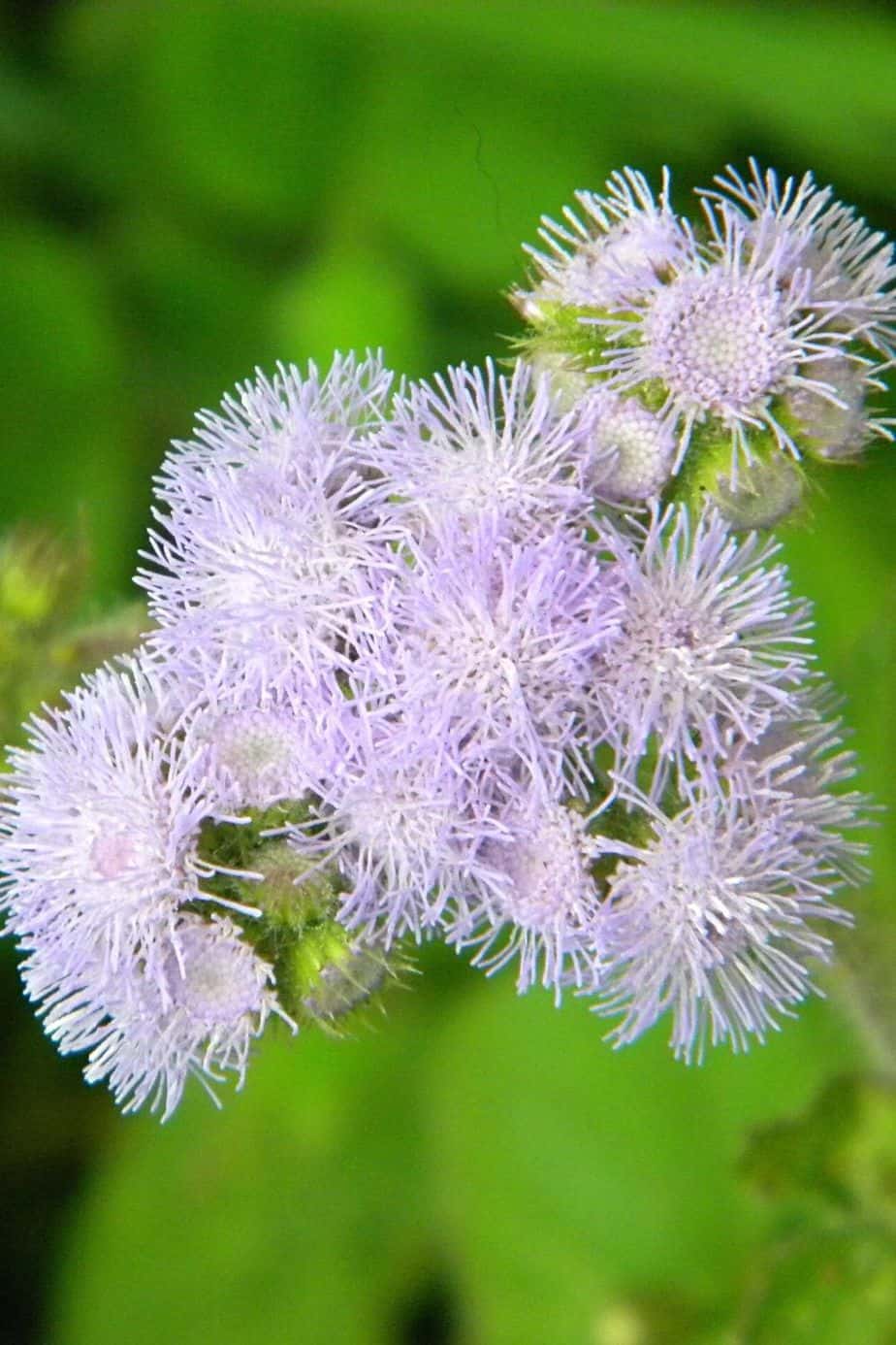Ageratum, with its pompom-shaped flowers, is a beautiful addition to your west-facing balcony plant collection
