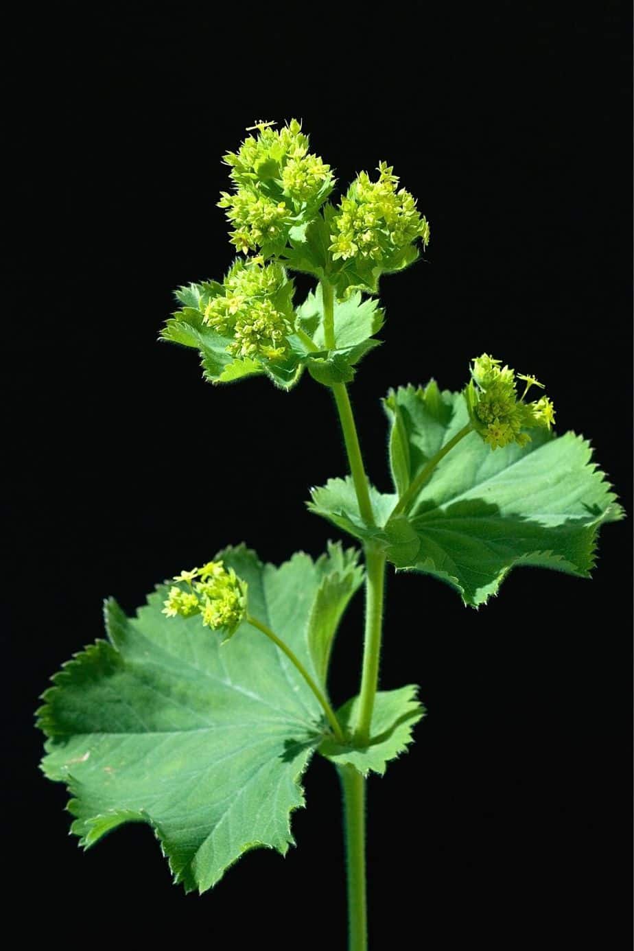 The shady mornings and afternoon of the northwest facing garden is what the Alchemilla Mollis (Lady's Mantle) loves 