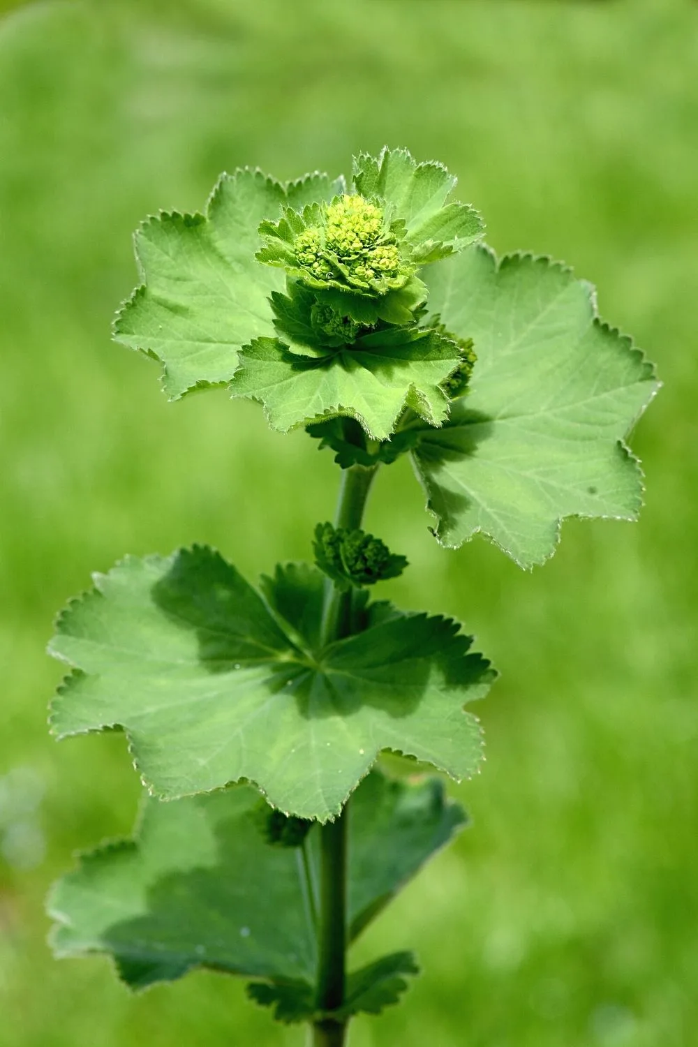 Alchemilla Mollis, aka Lady Mantle, is another great plant that will thrive when grown in the west-facing side of the house