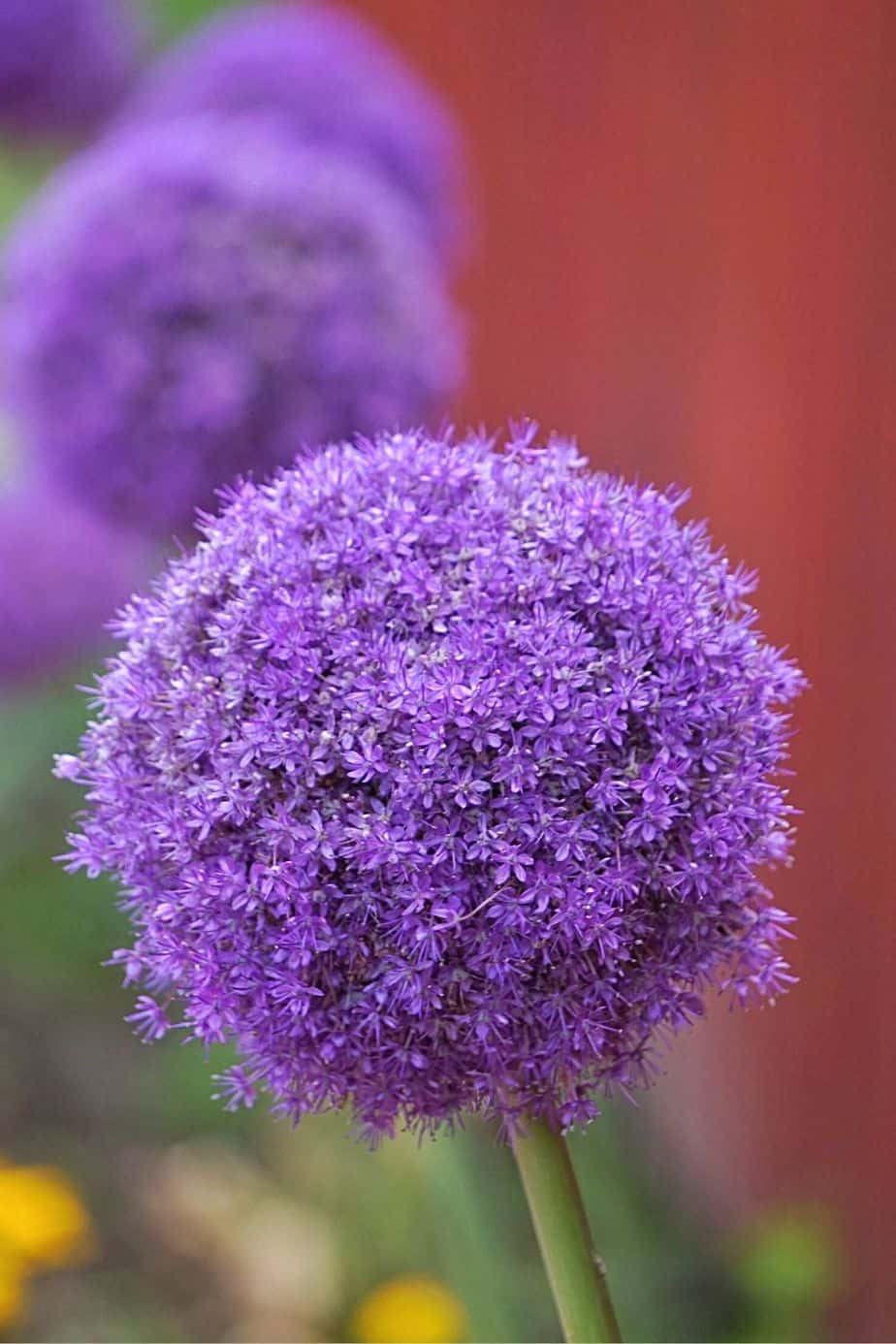 Allium has interesting pompom-shaped flowers that looks great on your southeast facing garden