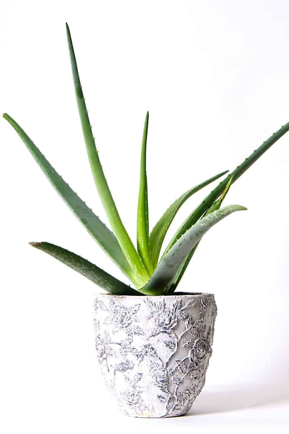 With its many beneficial properties, you can grow your Aloe Vera near your southwest-facing window