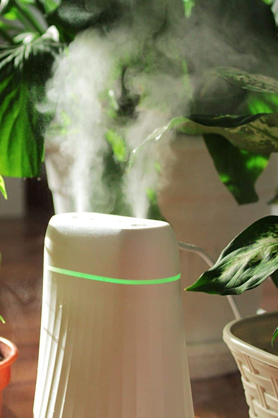 Alternatively, you can place Philodendron Birkin behind a humidifier for it to thrive