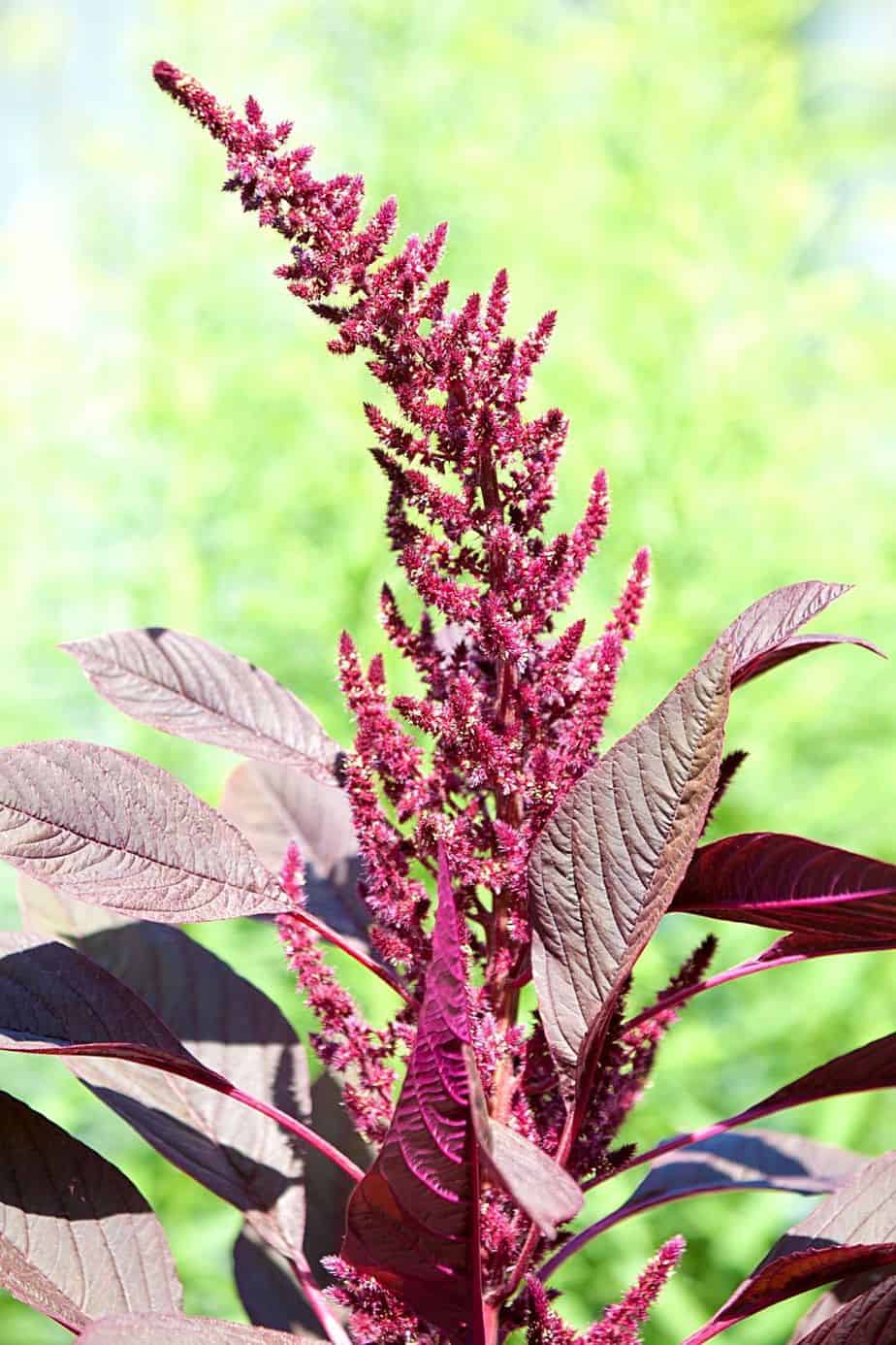 Amaranth is another great plant to grow for privacy and landscaping