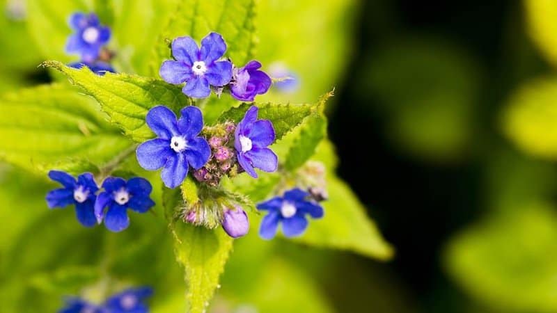 Anchusa, a short-lived perennial, is one of the plants you can grow in your garden to attract bees