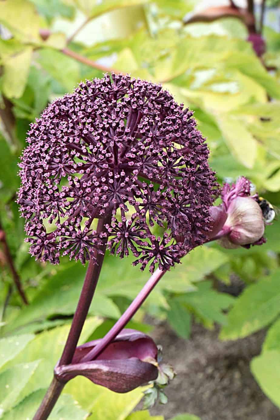 Commonly found in Korea and China, Angelica Gigas grows clusters of purple flowers that can sometimes turn white, a great addition to your gorgeous southeast facing garden