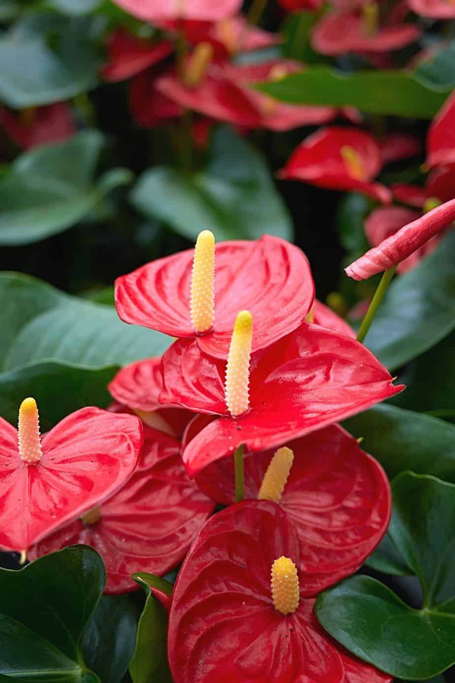 Anthurium is a bright plant that can liven up a southeast-facing window
