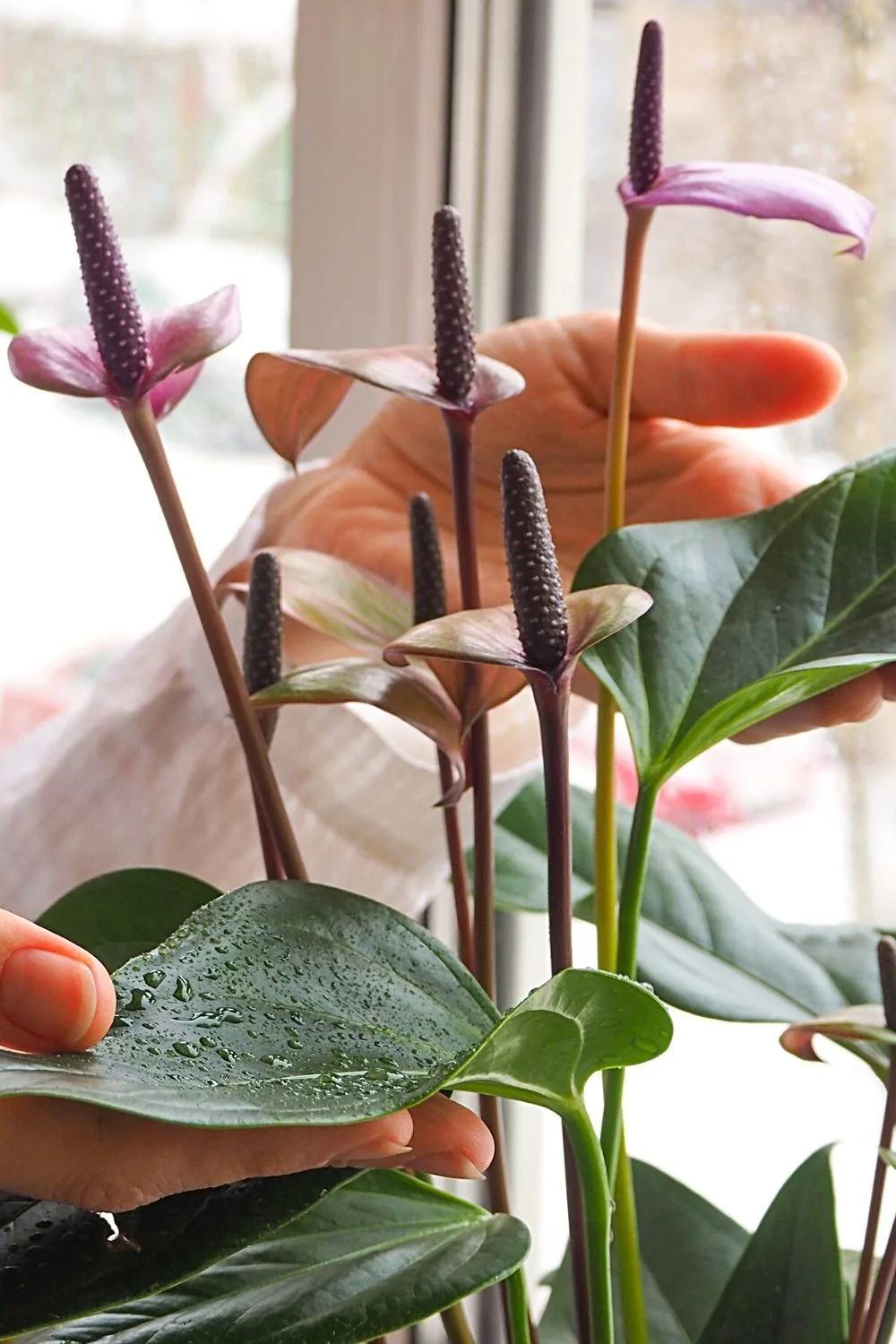 Anthurium is another beautiful plant that can liven any living space in your home, including southwest-facing windows