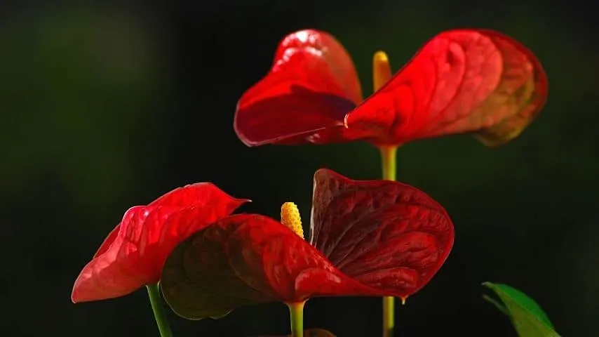 Anthuriums are known for their vibrant reddish-orange flowers