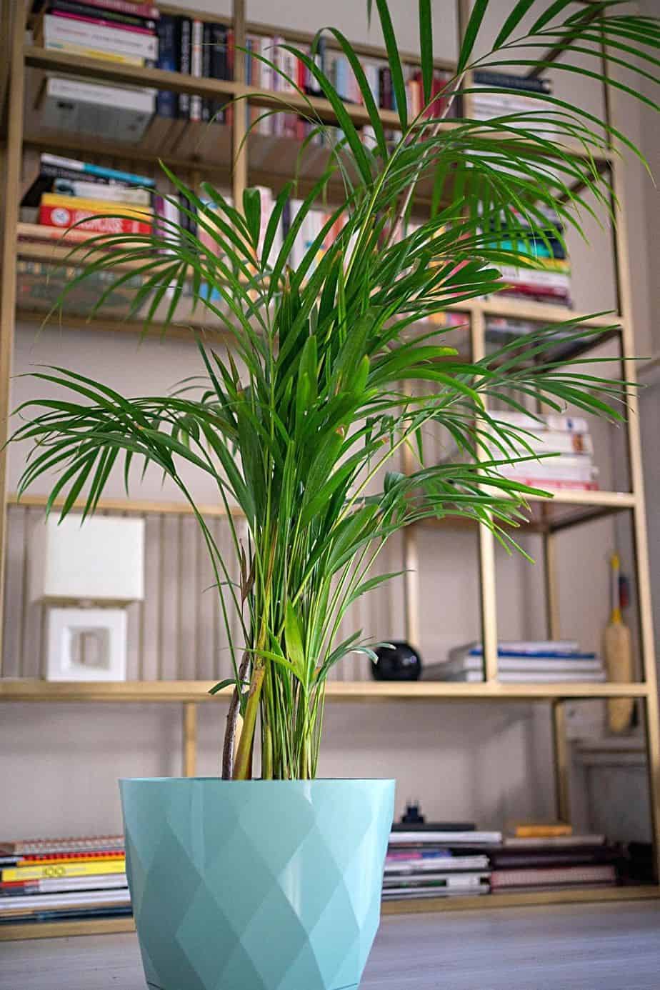 Areca Palm, with its feather-like fronds, is a great way of beautifying your southeast-facing window