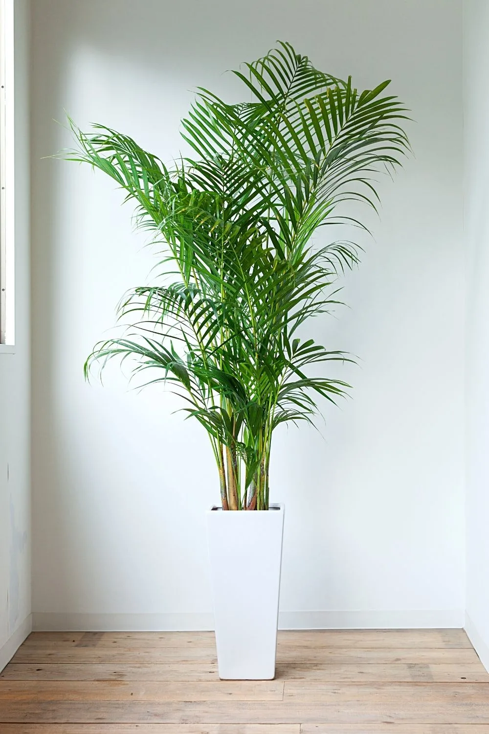 Also known as the Golden Cane Palm or Butterfly's Palm, the Areca Palm is another great addition to grace your southwest-facing window