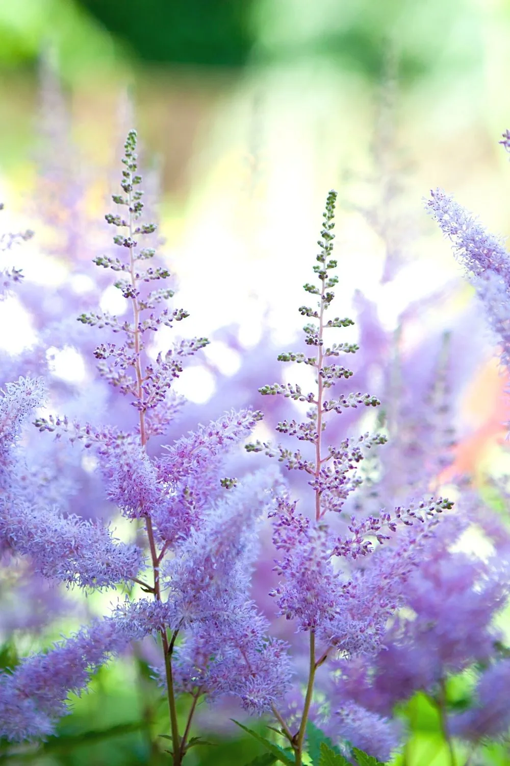 Astilbe is a plant that thrives in 1-2 hours of indirect sunlight, which the northwest-facing gardens are known to receive