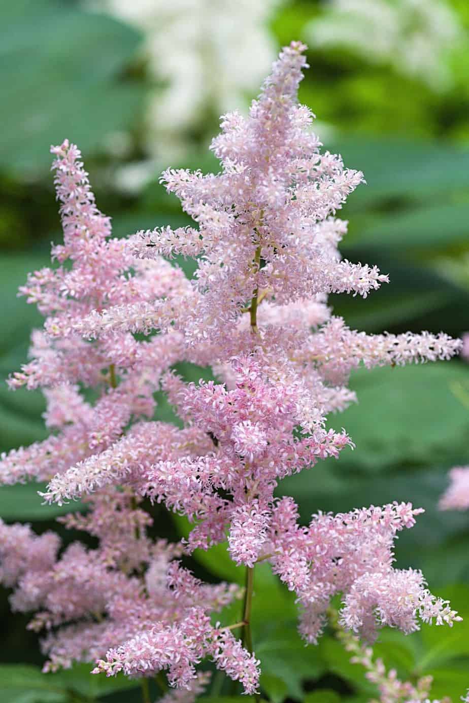 Astilbe, aka False Goat's Beard, will thrive in the north-facing side of the house as they're shade-loving plants