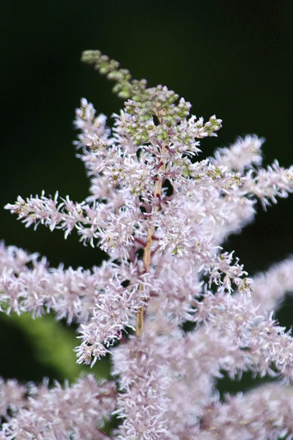 Astilbe, aka False Goat's Beard, thrive in the few sun rays that the east-facing side of the house provides