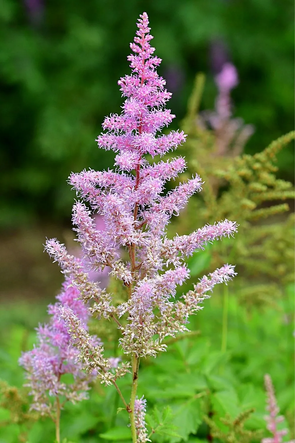 Astilbe can be added to moist areas of your northeast-facing gardens for added pop of color
