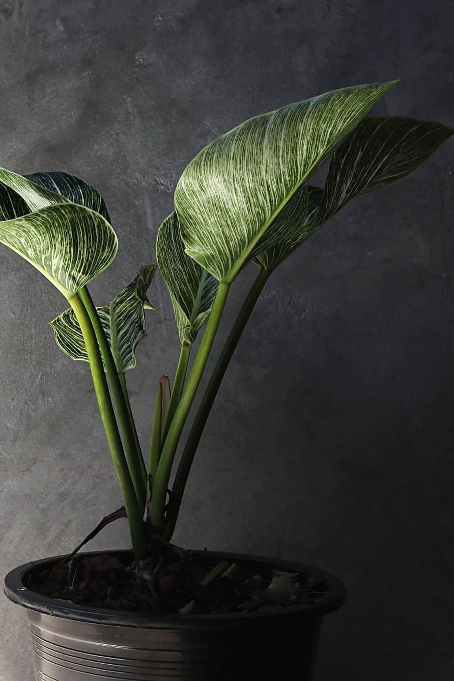 Avoid placing your Philodendron Birkin in dark areas as it prefers to grow in lighted areas