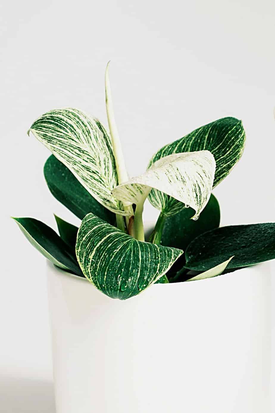 Avoid waterlogging your Philodendron Birkin so it won't lose its white variegation