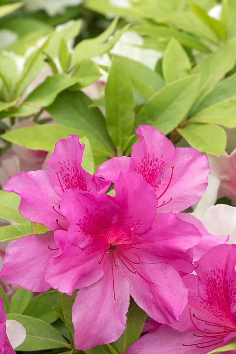 Azaleas, low-maintenance plants that bloom in various colors, thrive best on the east-facing side of the house