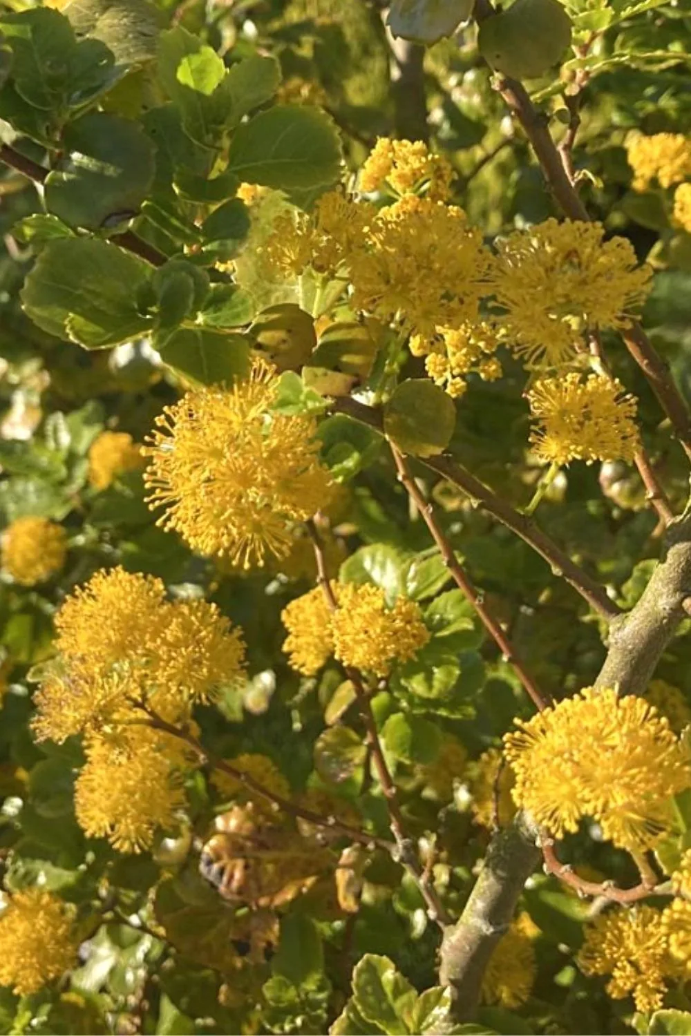 Azara Serrata (Saw-toothed Azara) is a great plant to grow in a northwest facing garden as it does well in the shade