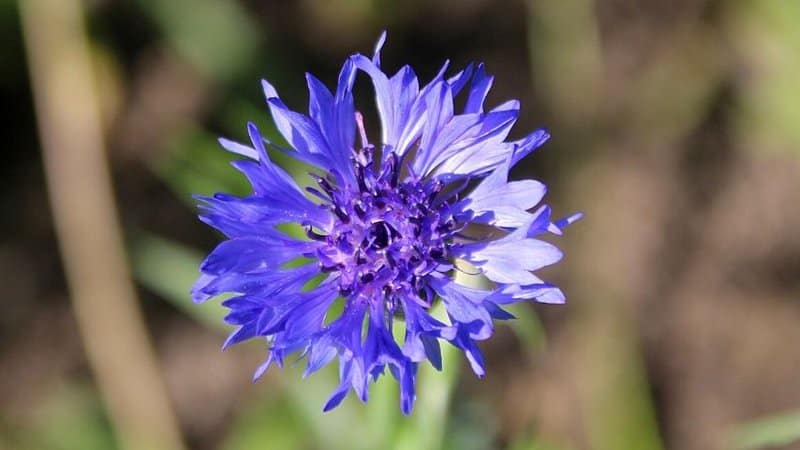 The distinct blue-tinged flowers of the Bachelor’s Button helps in attracting bees to it