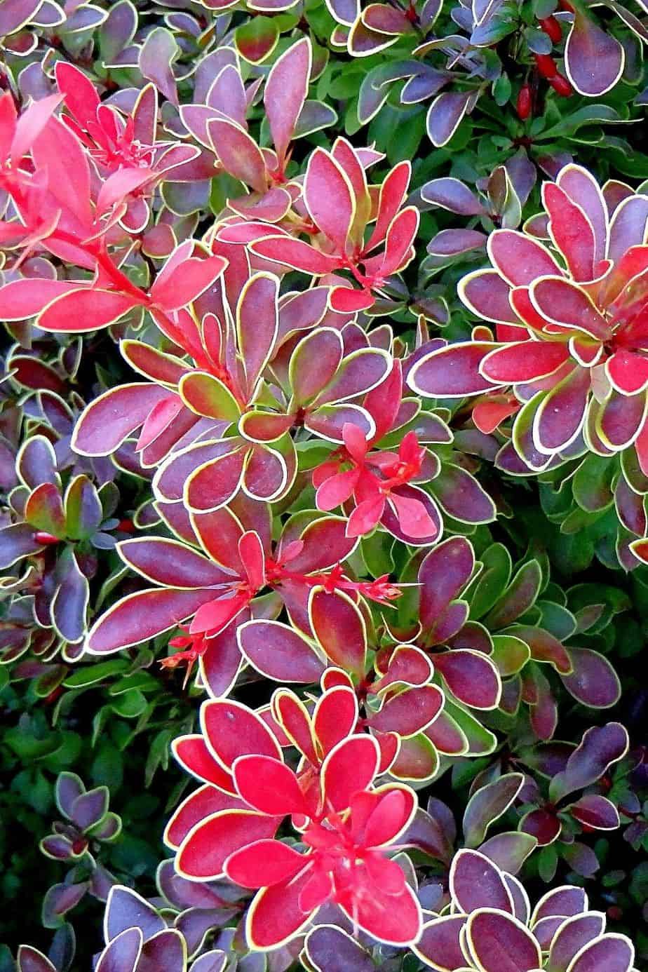 Barberry is another colorful plant to enliven the east-facing side of the house