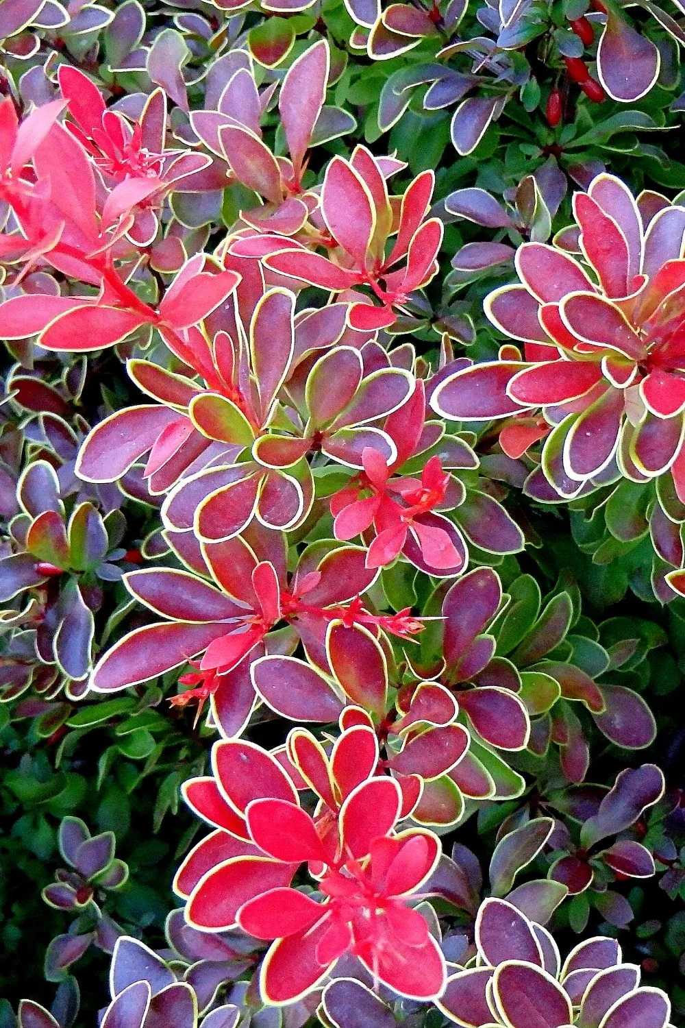Barberry is another colorful plant to enliven the east-facing side of the house