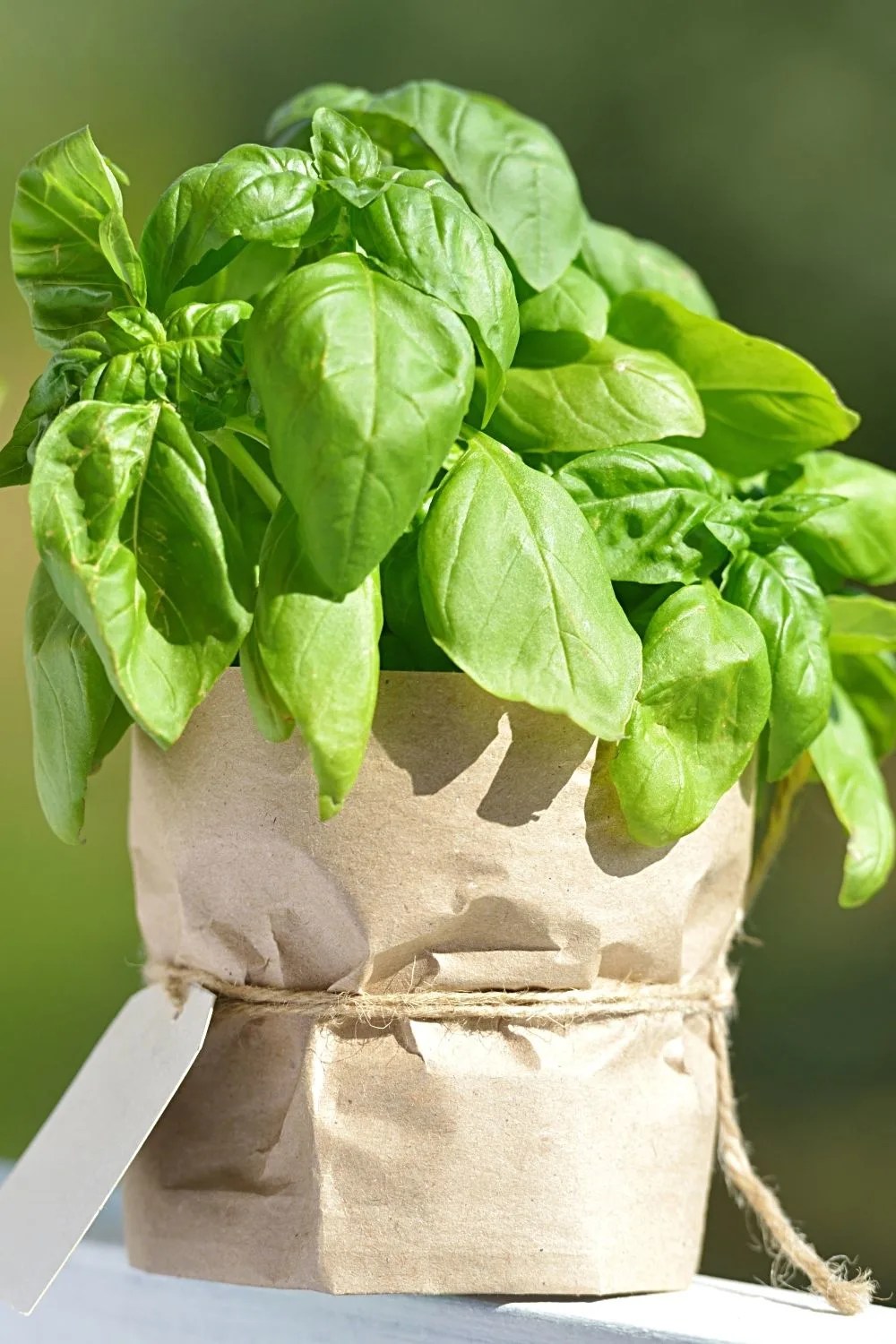 Basil is another tasty herb you can grow in pots on your east-facing balcony