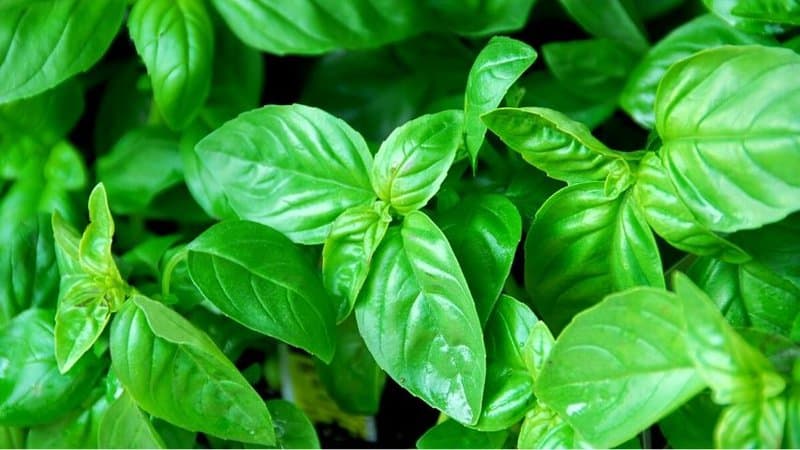 Like the green mint, you need to expose Basil to 14 hours of light a day to thrive in a hydroponics system